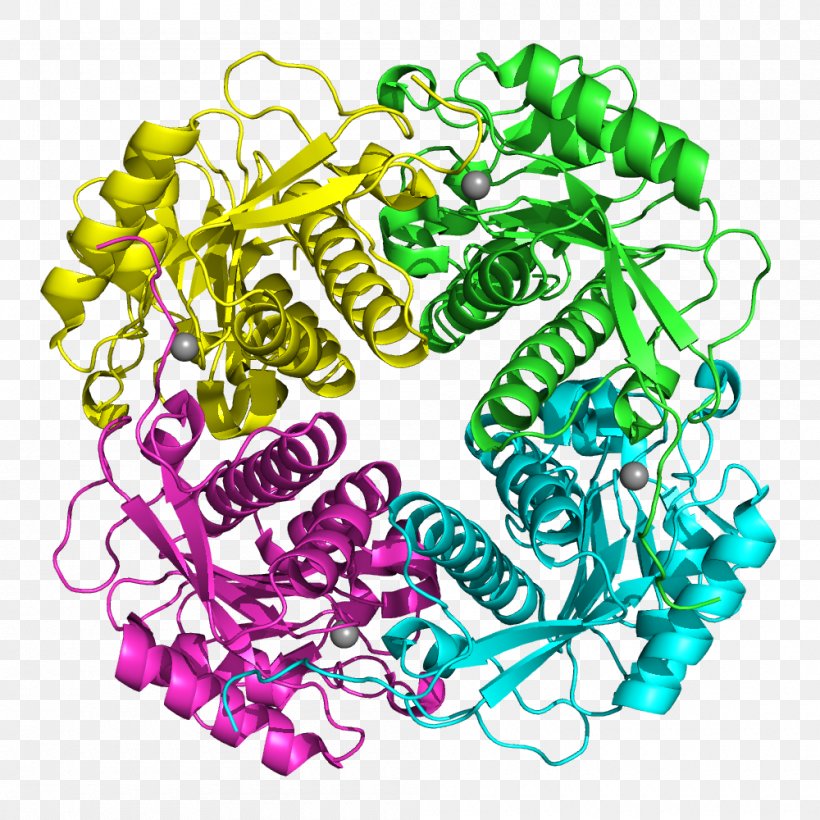 APIP Protein–protein Interaction Gene APAF1, PNG, 1000x1000px, Gene, Area, Art, Encyclopedia, Homo Sapiens Download Free