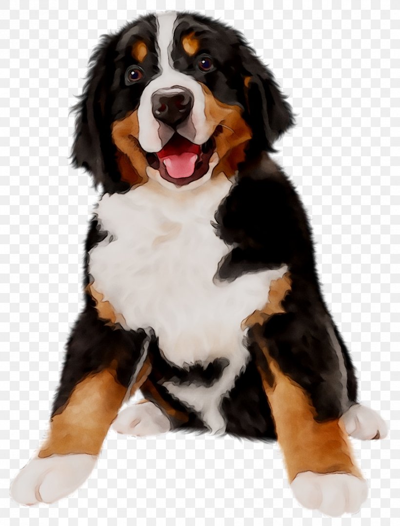 Bernese Mountain Dog Dog Breed Greater Swiss Mountain Dog Appenzeller Sennenhund Entlebucher Mountain Dog Png 903x1187px