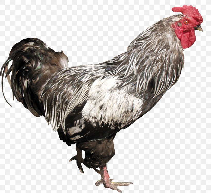Chicken Rooster Clip Art, PNG, 890x817px, Chicken, Beak, Bird, Coreldraw, Digital Image Download Free