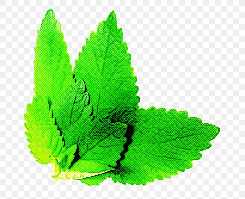 Leaf Green Plant Herb Flower, PNG, 700x666px, Leaf, Flower, Green, Herb, Plant Download Free