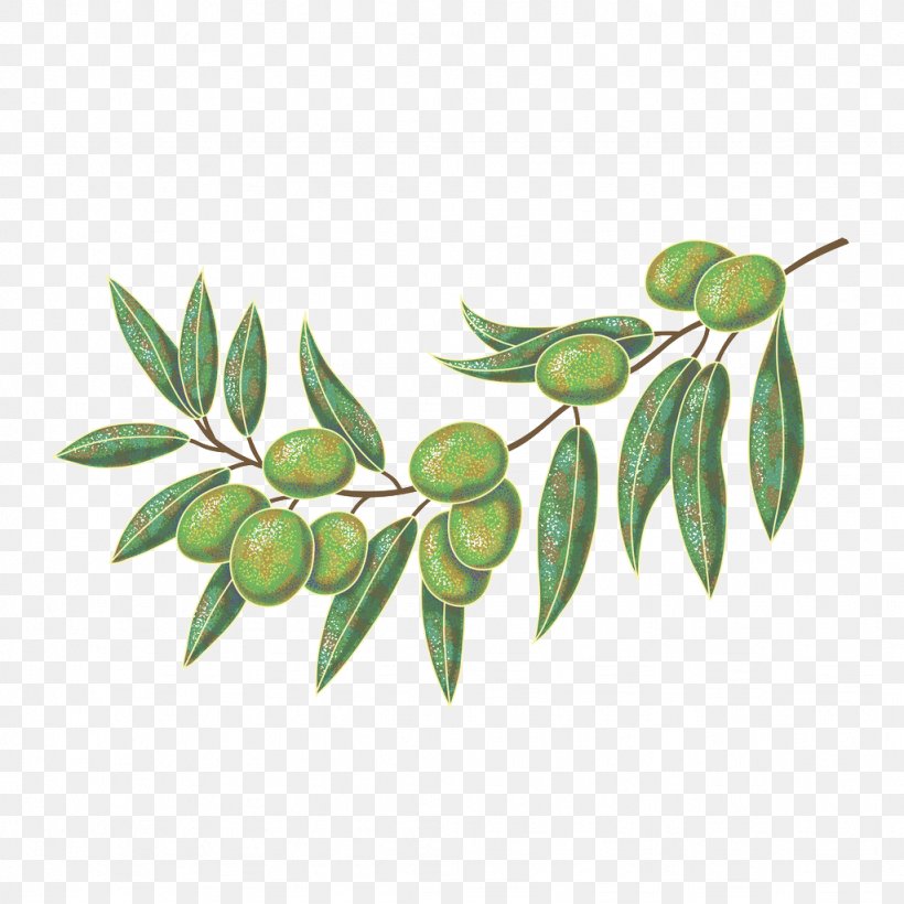 Olive Oil Olive Leaf, PNG, 1024x1024px, Olive, Branch, Food, Fruit, Ingredient Download Free