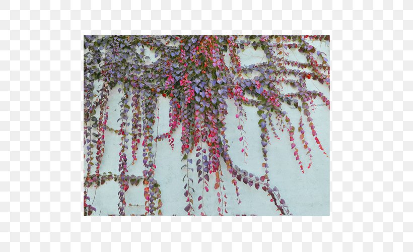 Parthenocissus Tricuspidata Tree Plant, PNG, 700x500px, Parthenocissus Tricuspidata, Autumn Leaf Color, Botany, Leaf, Parthenocissus Download Free