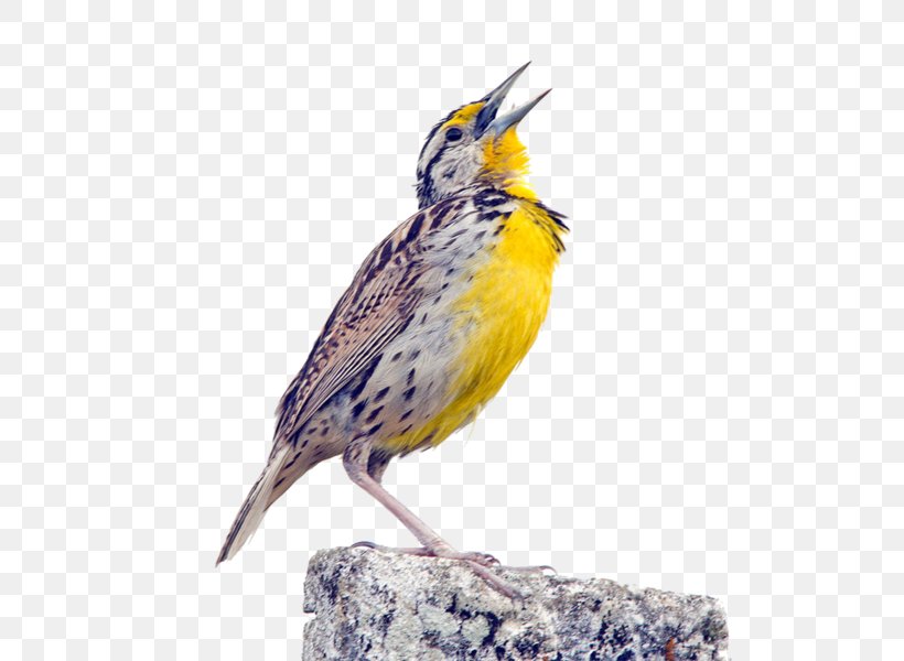 Bird Common Nightingale Eastern Meadowlark Eurasian Skylark, PNG, 600x600px, Bird, Beak, Bird Vocalization, Common Nightingale, Eastern Meadowlark Download Free