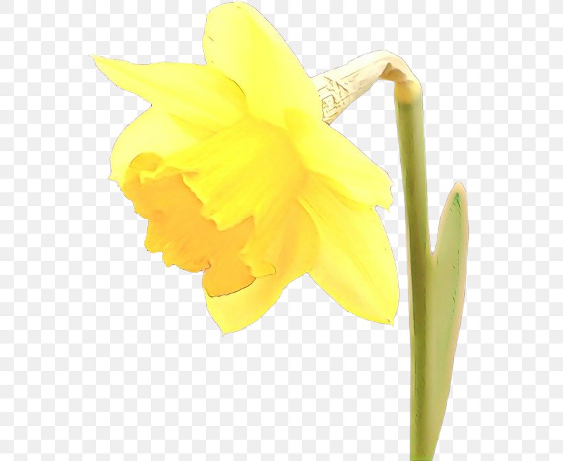 Flowering Plant Flower Yellow Narcissus Petal, PNG, 565x671px, Cartoon, Amaryllis Family, Cut Flowers, Flower, Flowering Plant Download Free