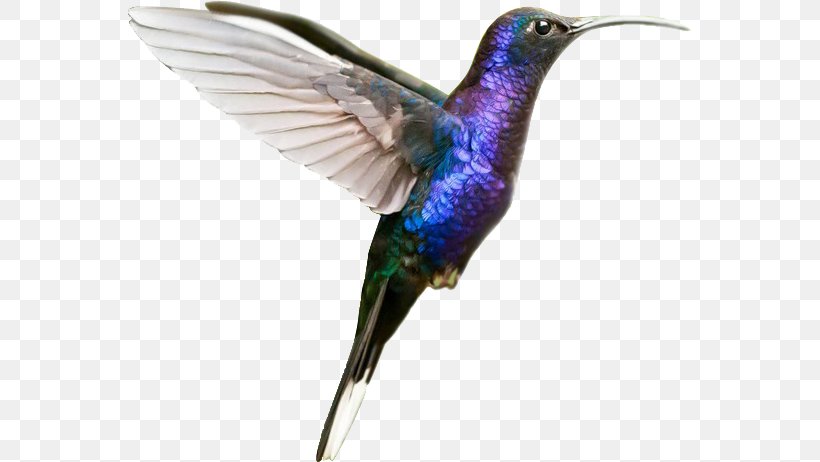 Hummingbird M Веб-студия POINTS, PNG, 565x462px, Hummingbird, Beak, Bird, Calibri, Fauna Download Free