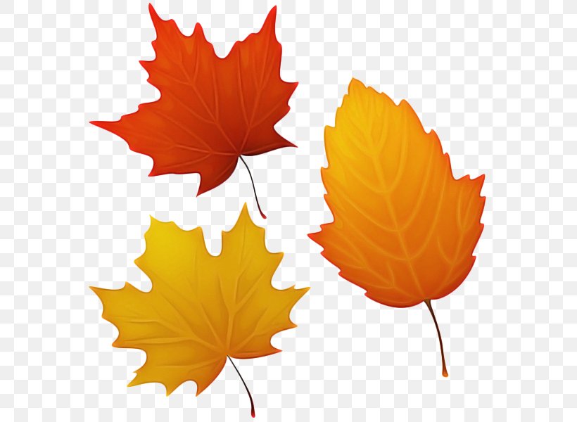 Maple Leaf, PNG, 588x600px, Leaf, Black Maple, Deciduous, Maple Leaf, Orange Download Free