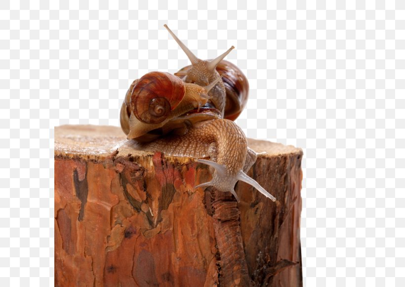 Snail Orthogastropoda Cornu Aspersum Photography, PNG, 600x580px, Snail, Achatina, Burgundy Snail, Caracol, Cornu Aspersum Download Free