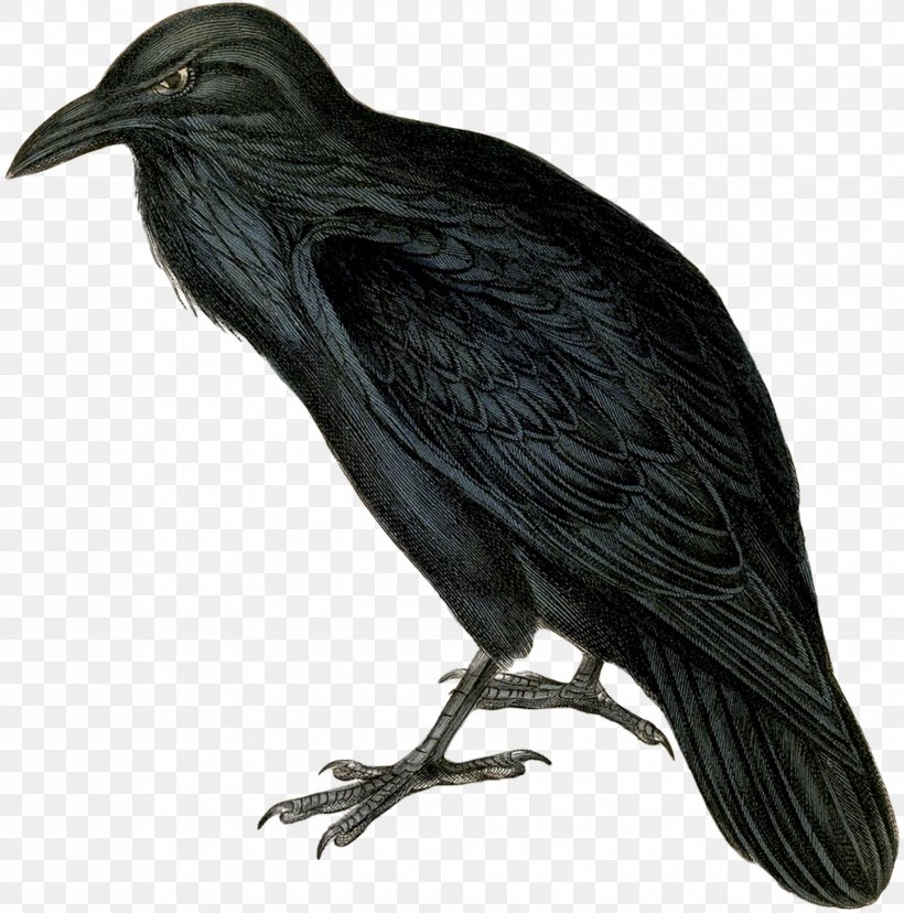 The Raven Common Raven Clip Art, PNG, 1781x1800px, Raven, American Crow, Beak, Bird, Common Raven Download Free