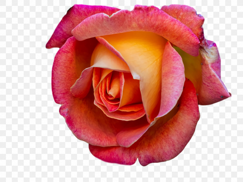 Garden Roses, PNG, 1920x1440px, Garden Roses, Cabbage Rose, Cut Flowers, Floribunda, Flower Download Free