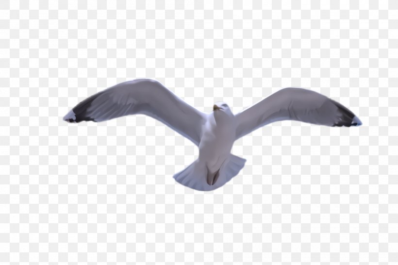 Gull Seabird Wing, PNG, 2000x1332px, Gull, Seabird, Wing Download Free