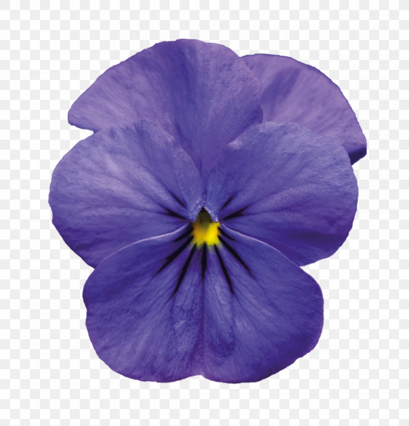 Pansy Violet Purple Blue Clip Art, PNG, 983x1024px, Pansy, Blue, Color, Flower, Flowering Plant Download Free