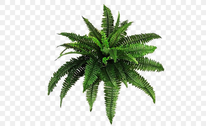 Plant Clip Art, PNG, 600x500px, Plant, Fern, Ferns And Horsetails, Flowerpot, Houseplant Download Free