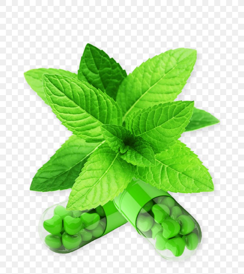 Mentha Spicata Peppermint Wild Mint Herb Perennial Plant, PNG, 680x922px, Mentha Spicata, Catnip, Herb, Herbaceous Plant, Herbal Download Free