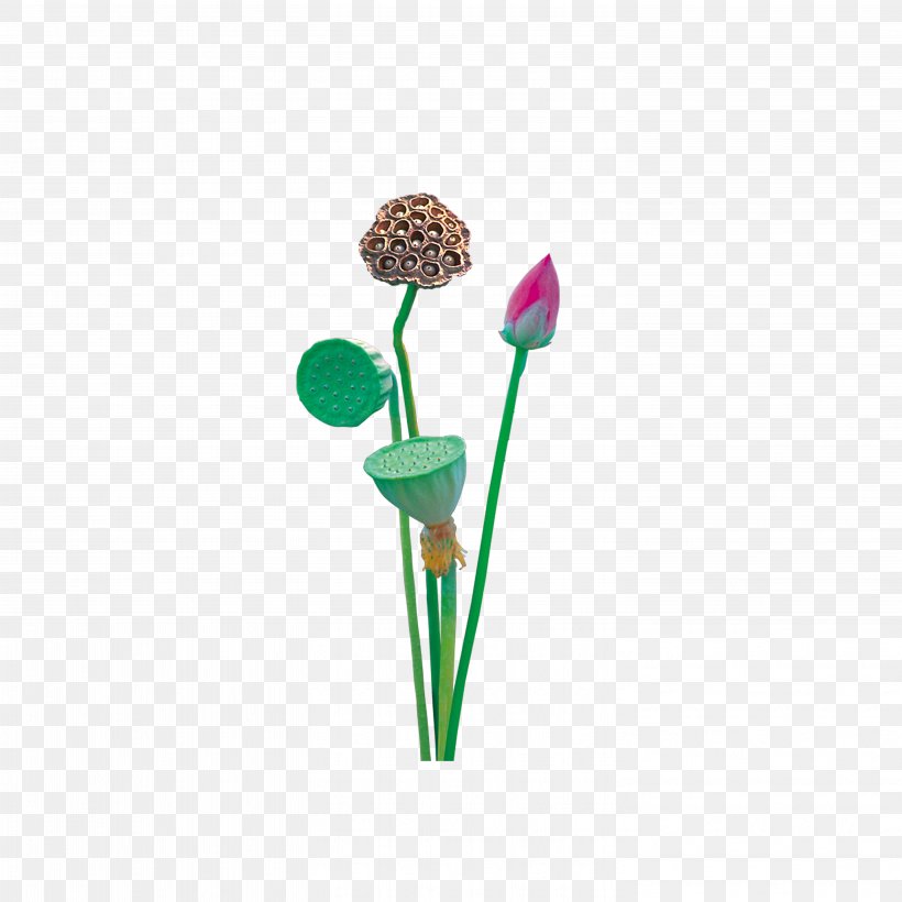 Nelumbo Nucifera Gratis, PNG, 5906x5906px, Nelumbo Nucifera, Art, Flower, Flowering Plant, Flowerpot Download Free