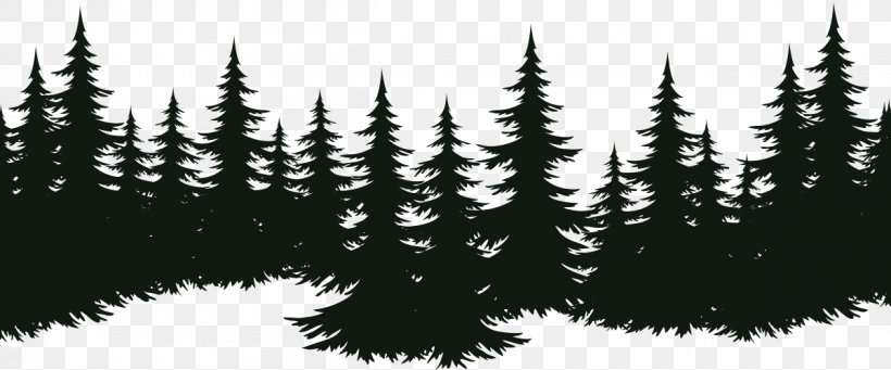 Spruce Fir Tree Pine Evergreen, PNG, 1200x500px, Spruce, Black And White, Branch, Conifer, Door Download Free
