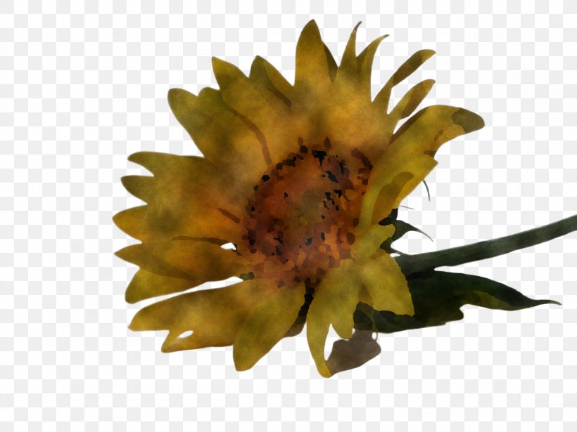 Sunflower, PNG, 2308x1732px, Flower, Leaf, Petal, Plane, Plant Download Free