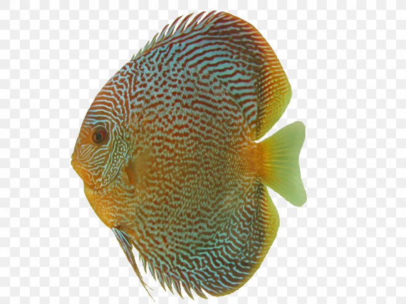 Symphysodon Discus DeviantArt Ornamental Fish Clip Art, PNG, 900x675px, Symphysodon Discus, Aquarium, Art, Coral Reef Fish, Deviantart Download Free