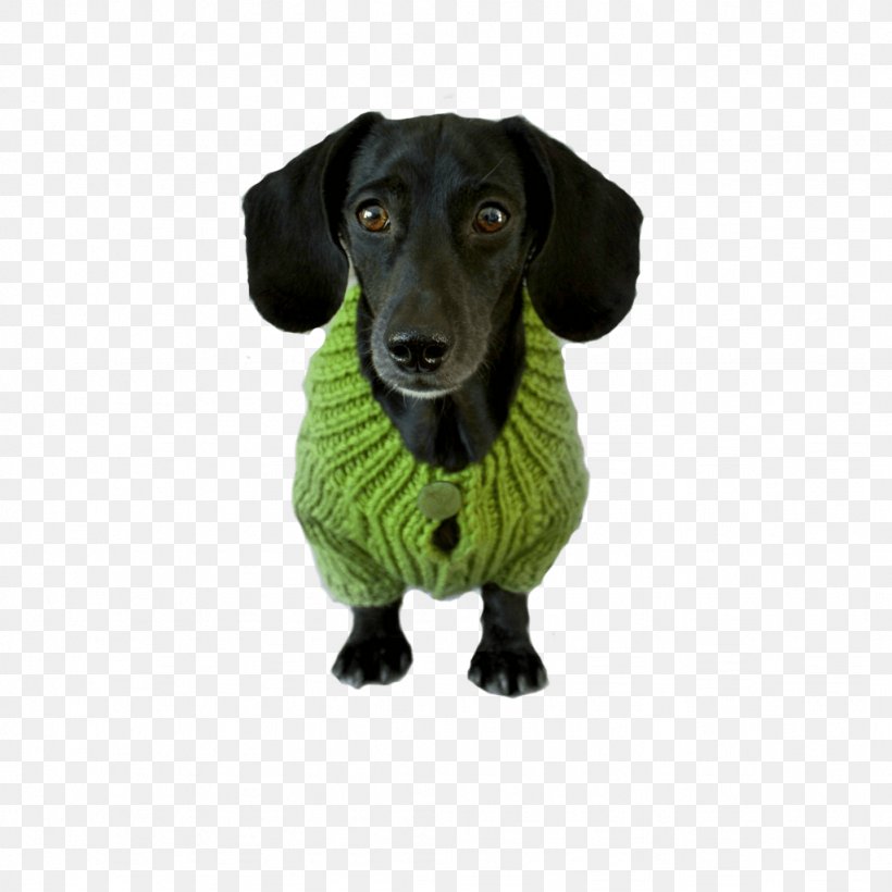 Dog Breed Dachshund Puppy Companion Dog Bark, PNG, 1024x1024px, Dog Breed, Bark, Biscuit, Breed, Carnivoran Download Free