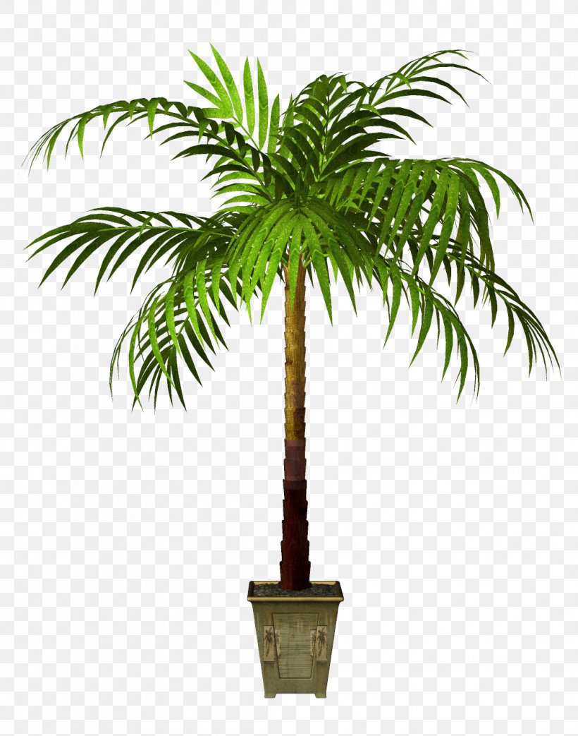 Flowerpot Asian Palmyra Palm Houseplant, PNG, 1044x1329px, Plant, Arecaceae, Arecales, Borassus Flabellifer, Coconut Download Free