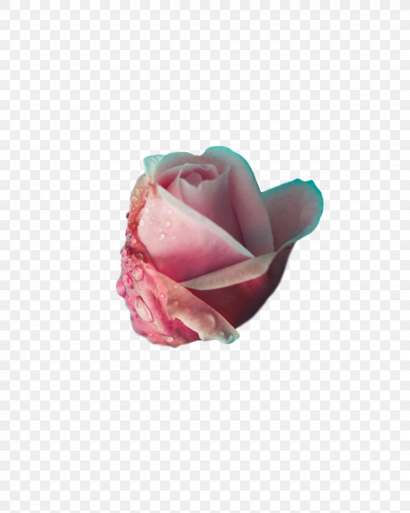 Garden Roses, PNG, 1200x1500px, Garden Roses, Cut Flowers, Flower, Garden, Petal Download Free