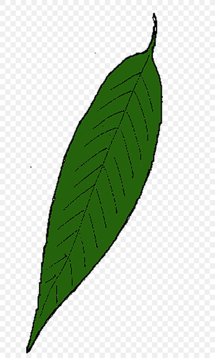 Maple Leaf Willow Leaflet Drawing, PNG, 800x1360px, Leaf, Drawing, Food, Laboratory, Leaflet Download Free
