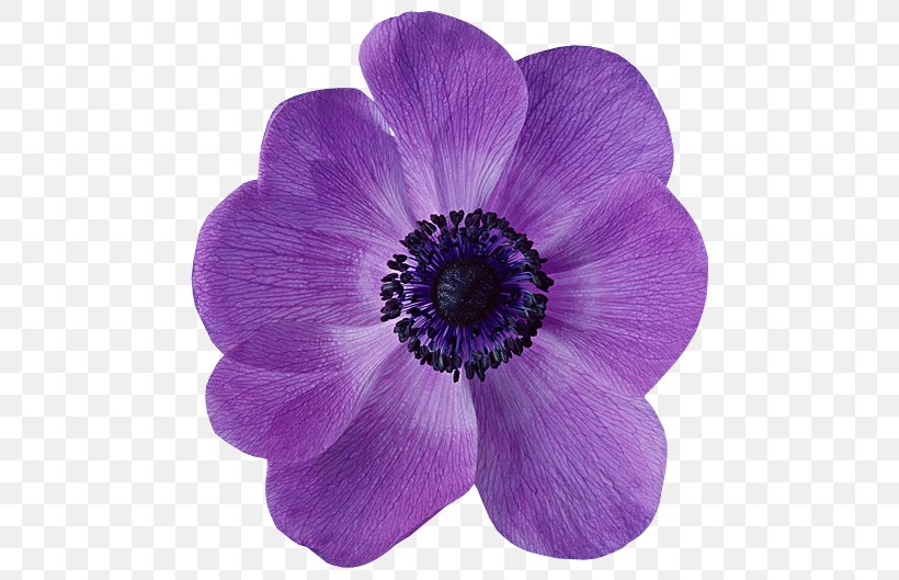 Anemone Flower Petal Violet Desktop Wallpaper, PNG, 500x529px, Anemone, Annual Plant, Color, Flower, Flower Bouquet Download Free
