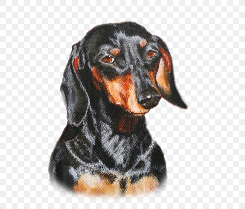 Austrian Black And Tan Hound Black And Tan Coonhound Polish Hunting Dog Transylvanian Hound Smaland Hound, PNG, 559x700px, Austrian Black And Tan Hound, Art, Artist, Black And Tan Coonhound, Carnivoran Download Free