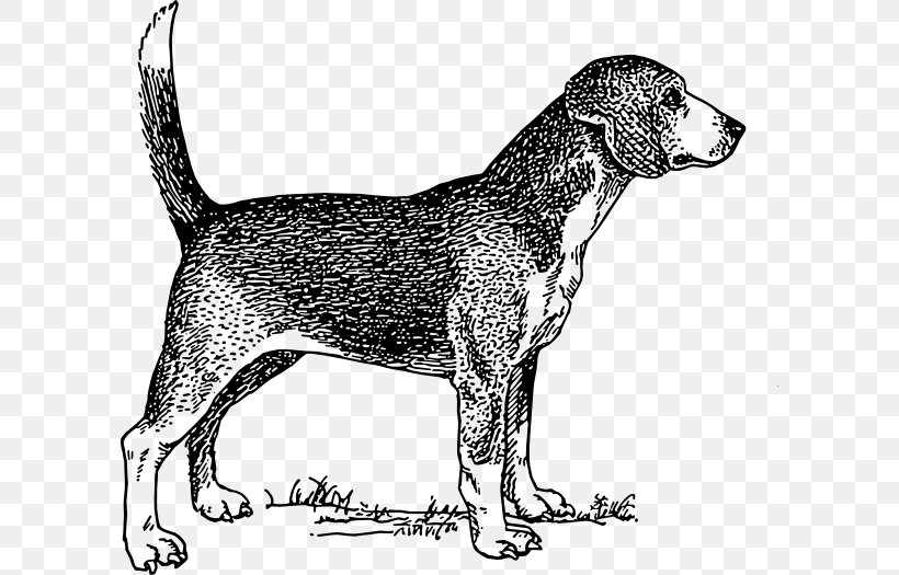 Beagle Drawing Clip Art, PNG, 600x525px, Beagle, American Foxhound, Art, Bark, Black And White Download Free
