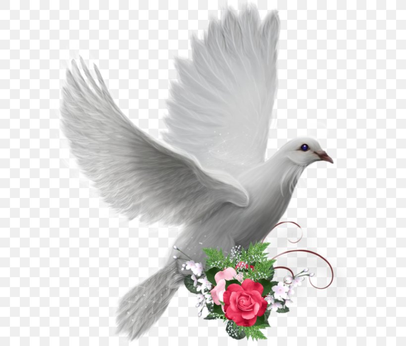 Colombe Peace Doves As Symbols, PNG, 607x699px, Colombe, Beak, Bird, Doves As Symbols, Feather Download Free
