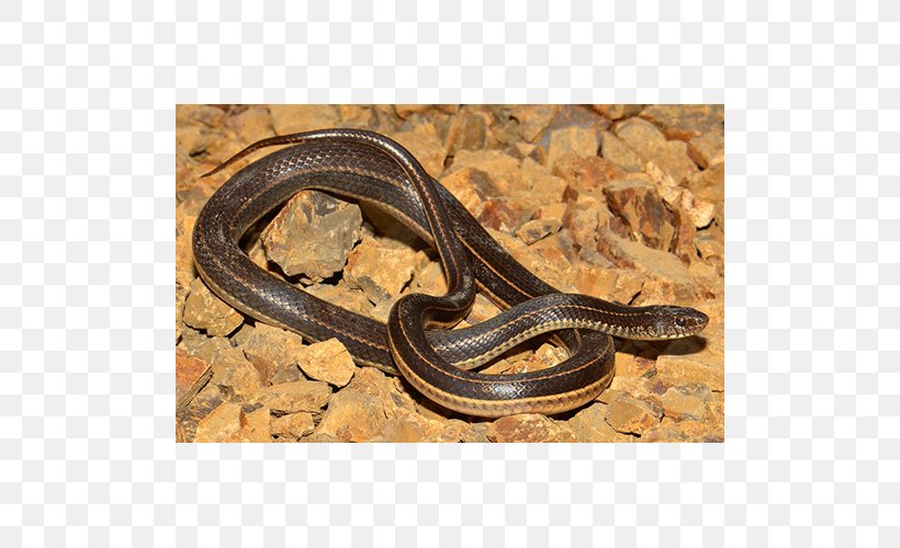 Garter Snake Kingsnakes Anguidae Terrestrial Animal, PNG, 500x500px, Garter Snake, Anguidae, Animal, Colubridae, Garter Download Free