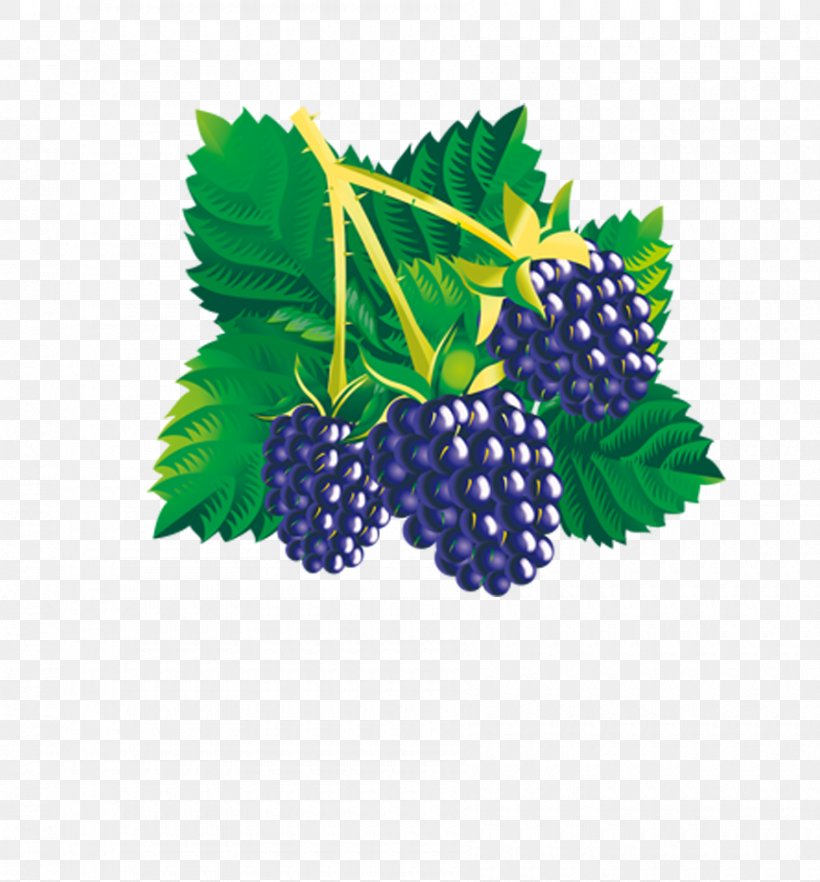 Mulberry Euclidean Vector, PNG, 900x969px, Mulberry, Berry, Bilberry, Blackberry, Boysenberry Download Free