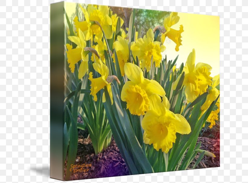 Narcissus Mustard, PNG, 650x604px, Narcissus, Amaryllis Family, Flower, Flowering Plant, Iris Download Free