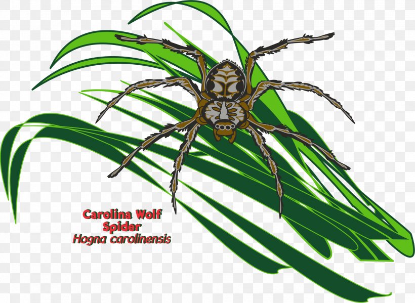 Spider Silk Ballooning Hogna Carolinensis, PNG, 1971x1440px, Spider, Animation, Arachnid, Ballooning, Cartoon Download Free