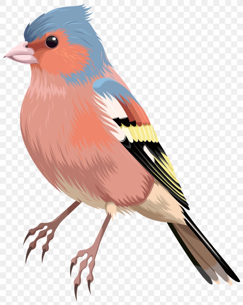 Bird Domestic Canary European Robin Clip Art, PNG, 1273x1600px, Bird, Beak, Domestic Canary, Emberizidae, European Robin Download Free