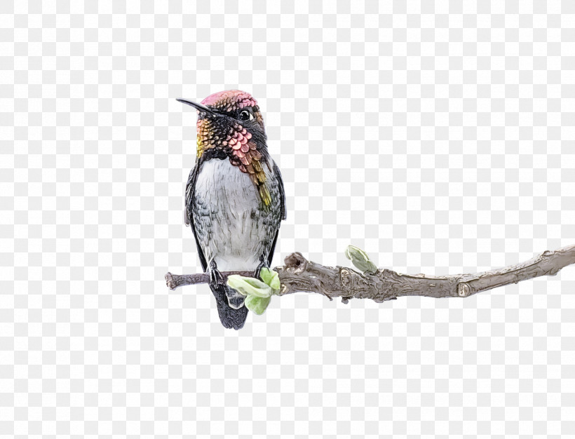 Bird, PNG, 1884x1440px, Bird, Beak, Branch, Coraciiformes, Cuculiformes Download Free