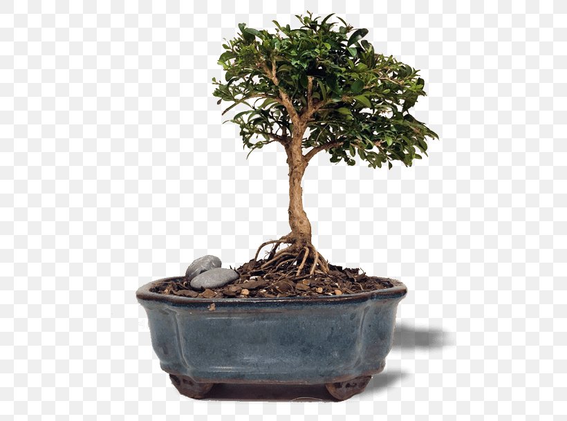 Chinese Sweet Plum Buxus Microphylla Indoor Bonsai Tree, PNG, 600x609px, Chinese Sweet Plum, Bird, Bonsai, Box, Broom Download Free