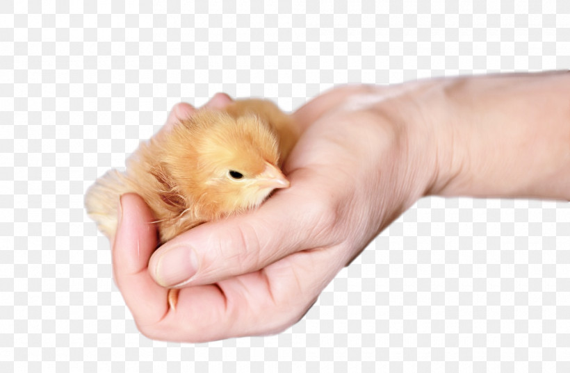 Hamster, PNG, 960x629px, Hamster, Finger, Gerbil, Guinea Pig, Hand Download Free