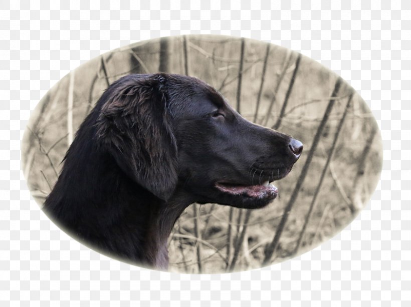 Labrador Retriever Flat-Coated Retriever Puppy Dog Breed Dog Collar, PNG, 841x629px, Labrador Retriever, Breed, Carnivoran, Collar, Dog Download Free
