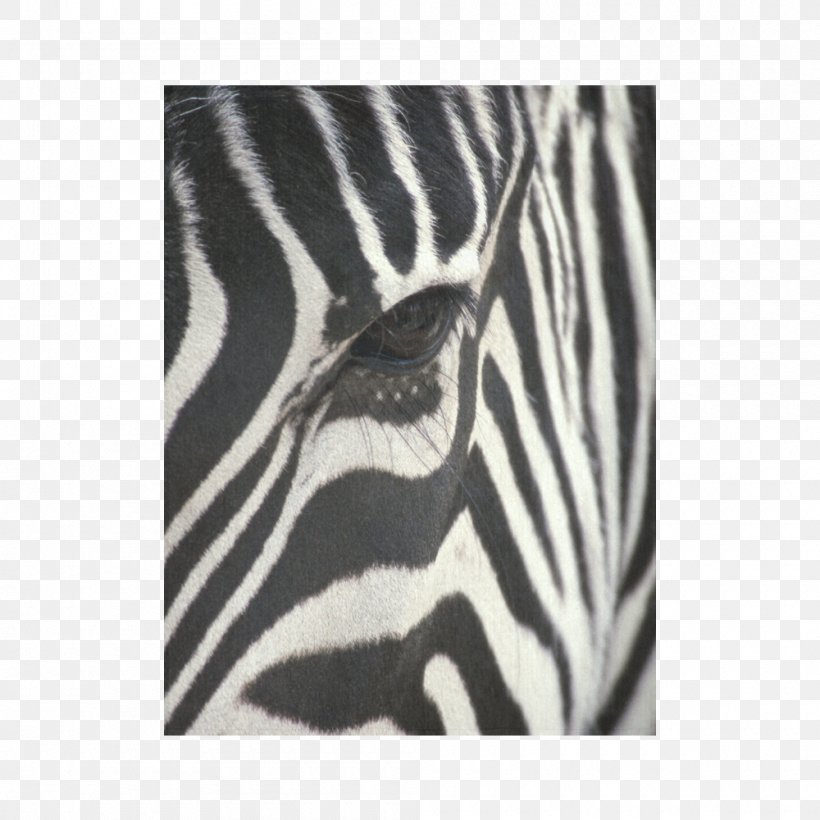 Baby Zebra Desktop Wallpaper Shutterstock Image, PNG, 1000x1000px, Baby Zebra, Animal, Animal Print, Black, Black And White Download Free