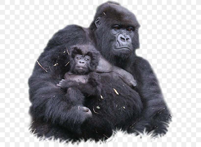 Bwindi Impenetrable National Park Mountain Gorilla Ape Virunga Mountains Bwindi Impenetrable Forest, PNG, 599x600px, Bwindi Impenetrable National Park, Animal, Ape, Bwindi Impenetrable Forest, Chimpanzee Download Free