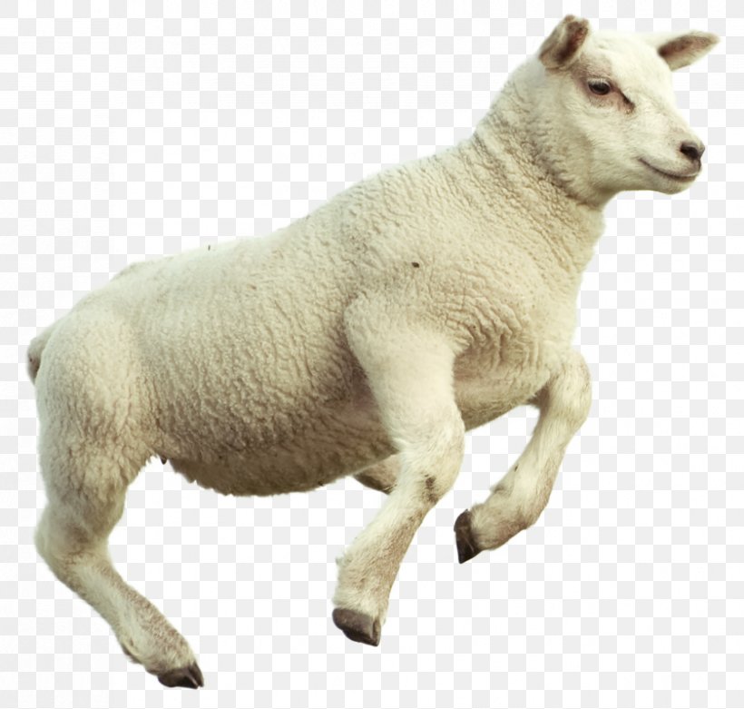 Counting Sheep Merino Goat Sheep's Meat Image, PNG, 839x800px, Counting Sheep, Animal Figure, Cowgoat Family, Figurine, Getty Images Download Free