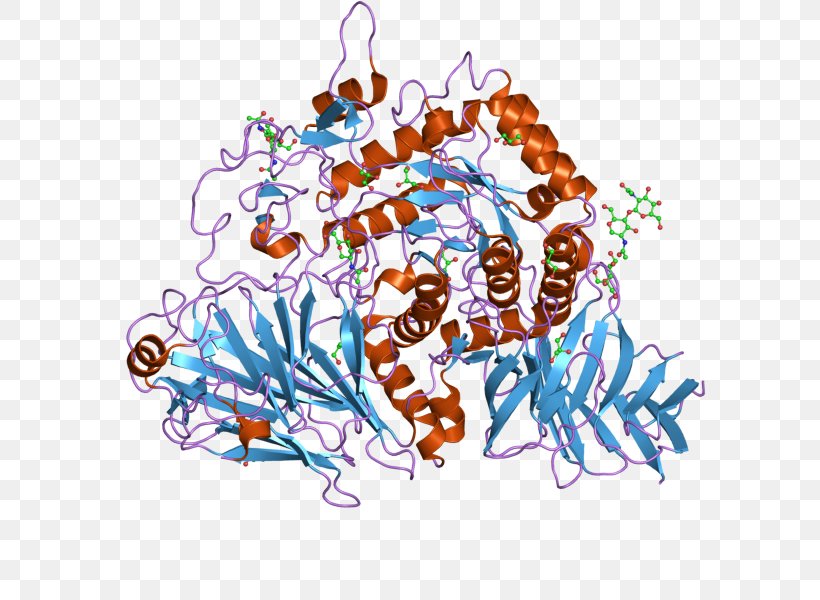 Maltase Enzyme Sucrase Alpha-glucosidase Hydrolysis, PNG, 800x600px, Watercolor, Cartoon, Flower, Frame, Heart Download Free