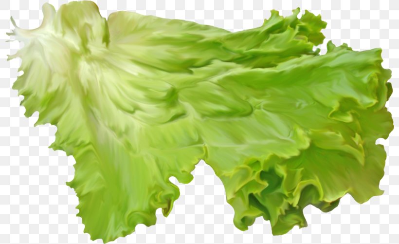 Red Leaf Lettuce Romaine Lettuce Salad, PNG, 800x501px, Red Leaf Lettuce, Collard Greens, Endive, Food, Herb Download Free