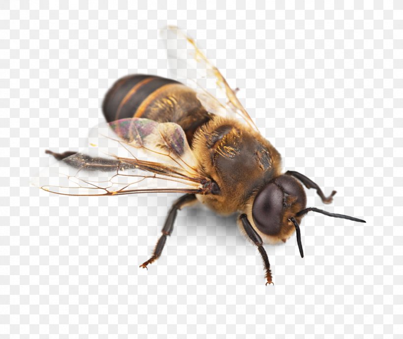 Western Honey Bee Insect Hornet Pollinator, PNG, 1188x1000px, Western Honey Bee, Arthropod, Bee, Beekeeping, Bumblebee Download Free