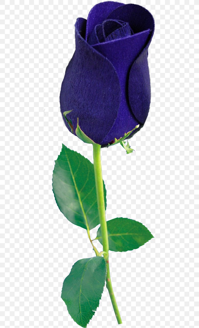 Blue Rose Garden Roses Clip Art, PNG, 462x1349px, Blue Rose, Cabbage Rose, Electric Blue, Flower, Flowering Plant Download Free