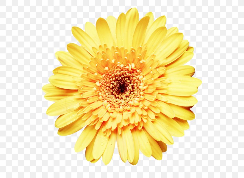 Common Sunflower Clip Art, PNG, 600x600px, Common Sunflower, Chrysanths, Cut Flowers, Daisy, Daisy Family Download Free