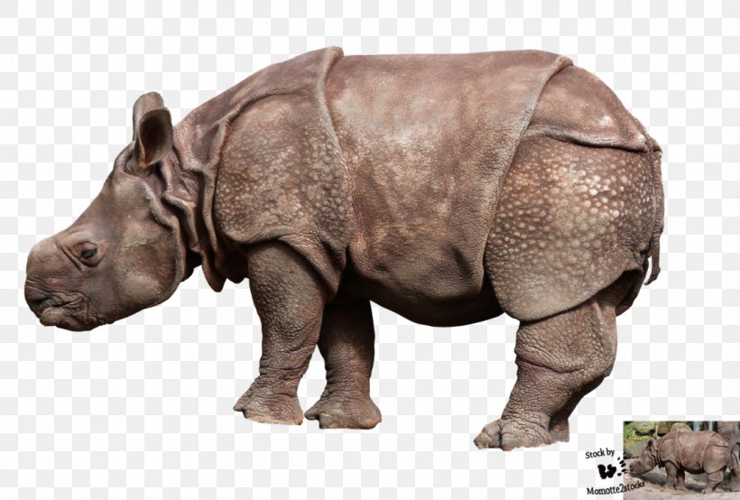 Rhinoceros Photography, PNG, 1086x735px, Rhinoceros, Animal, Fauna, Horn, Infant Download Free