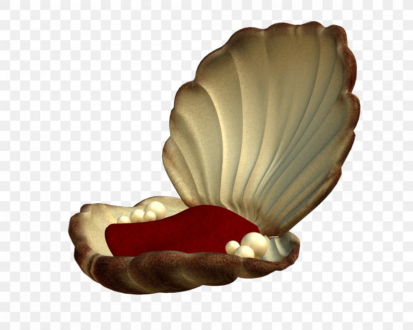 Seashell Pearl Mollusc Shell Clip Art, PNG, 2000x1600px, Seashell, Data, Data Compression, Jewellery, Jewelry Design Download Free