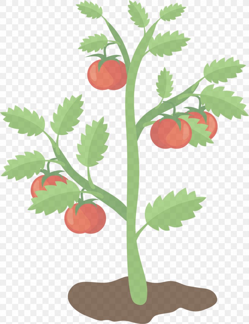 Tomato, PNG, 1830x2380px, Leaf, Flower, Flowering Plant, Fruit, Plant Download Free