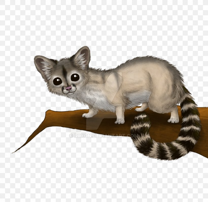 Whiskers Ring-tailed Cat Arizona Tabby Cat, PNG, 900x872px, Whiskers, Arizona, Art, Carnivoran, Cat Download Free